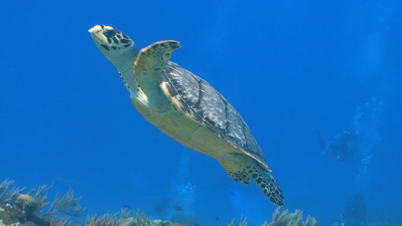 the-endangered-species-act-ocean-today-pbs-learningmedia