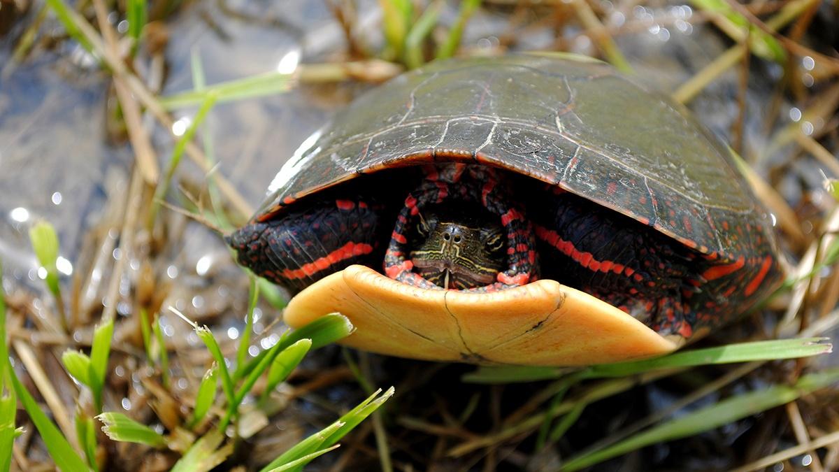 Painted Turtle | KET Image Bank | PBS LearningMedia