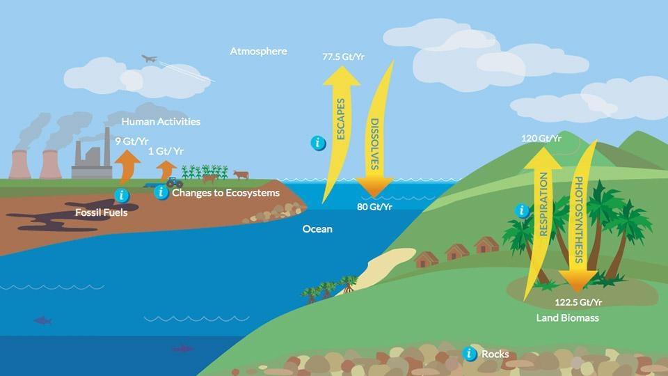 carbon oxygen cycle animation