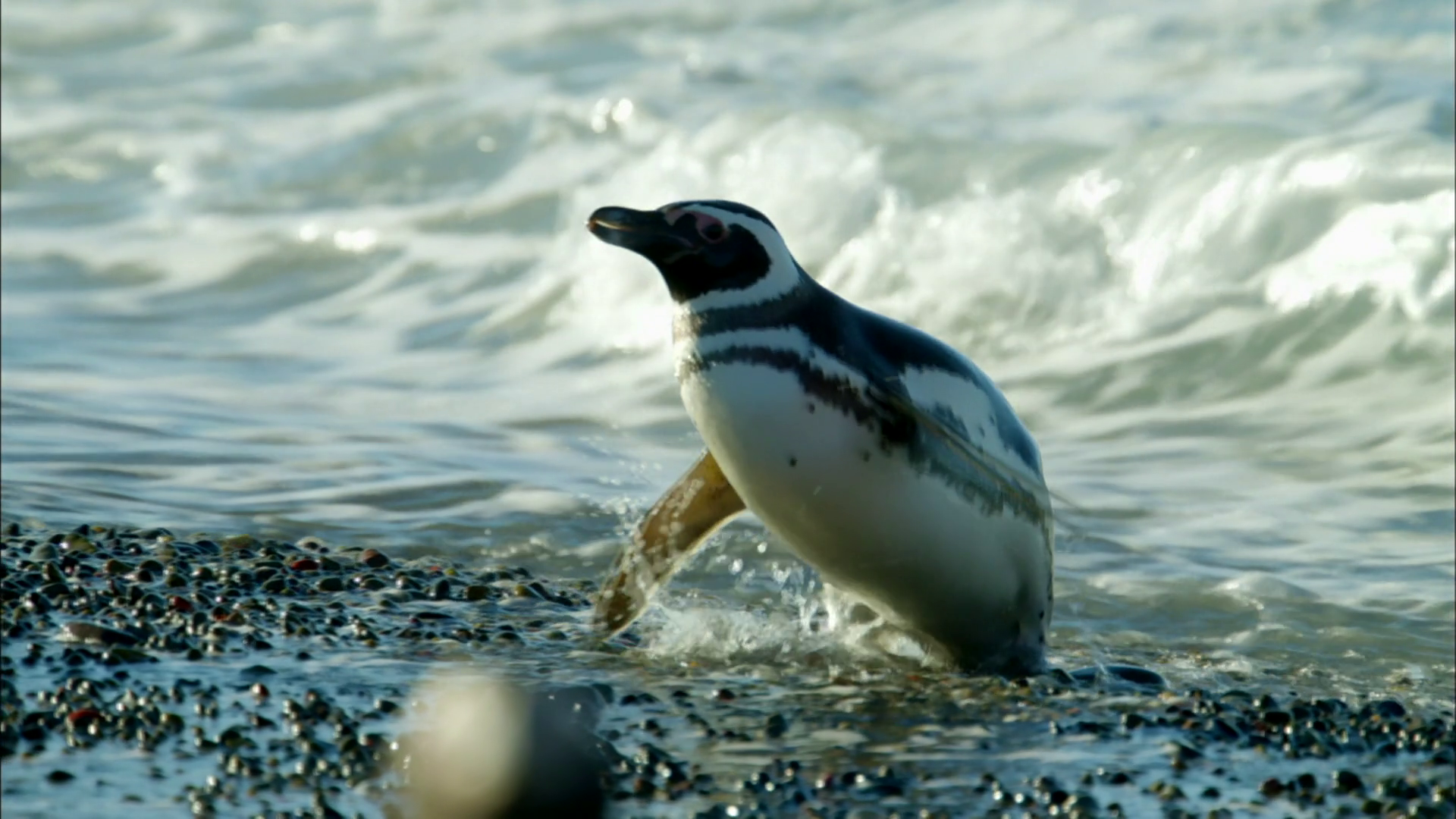 Matter and Energy in Penguins’ Aquatic Ecosystem | PBS LearningMedia