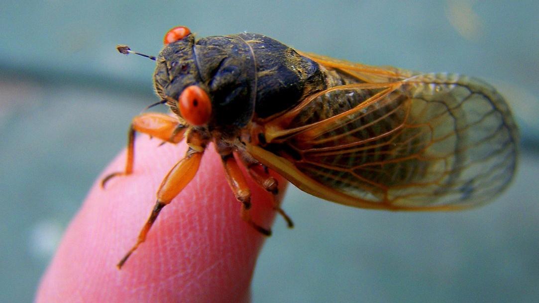 Periodical Cicada 