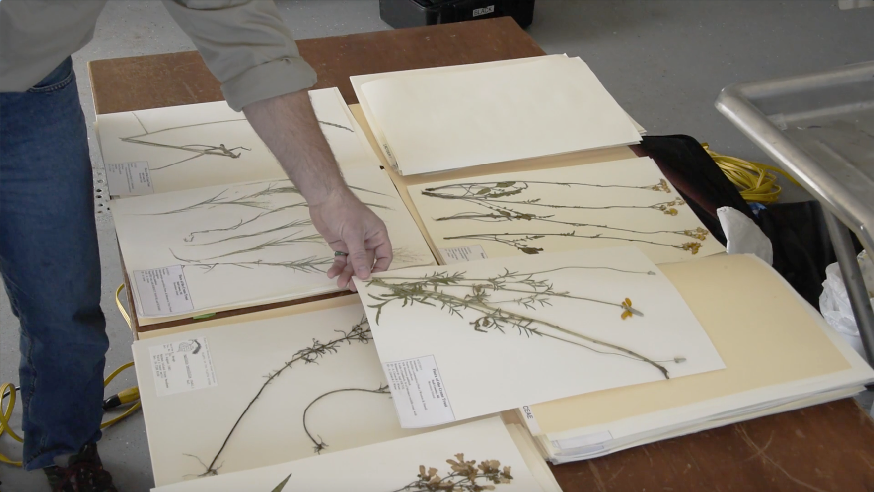 Creating Herbariums Using Plant Presses Platte Basin Education PBS LearningMedia