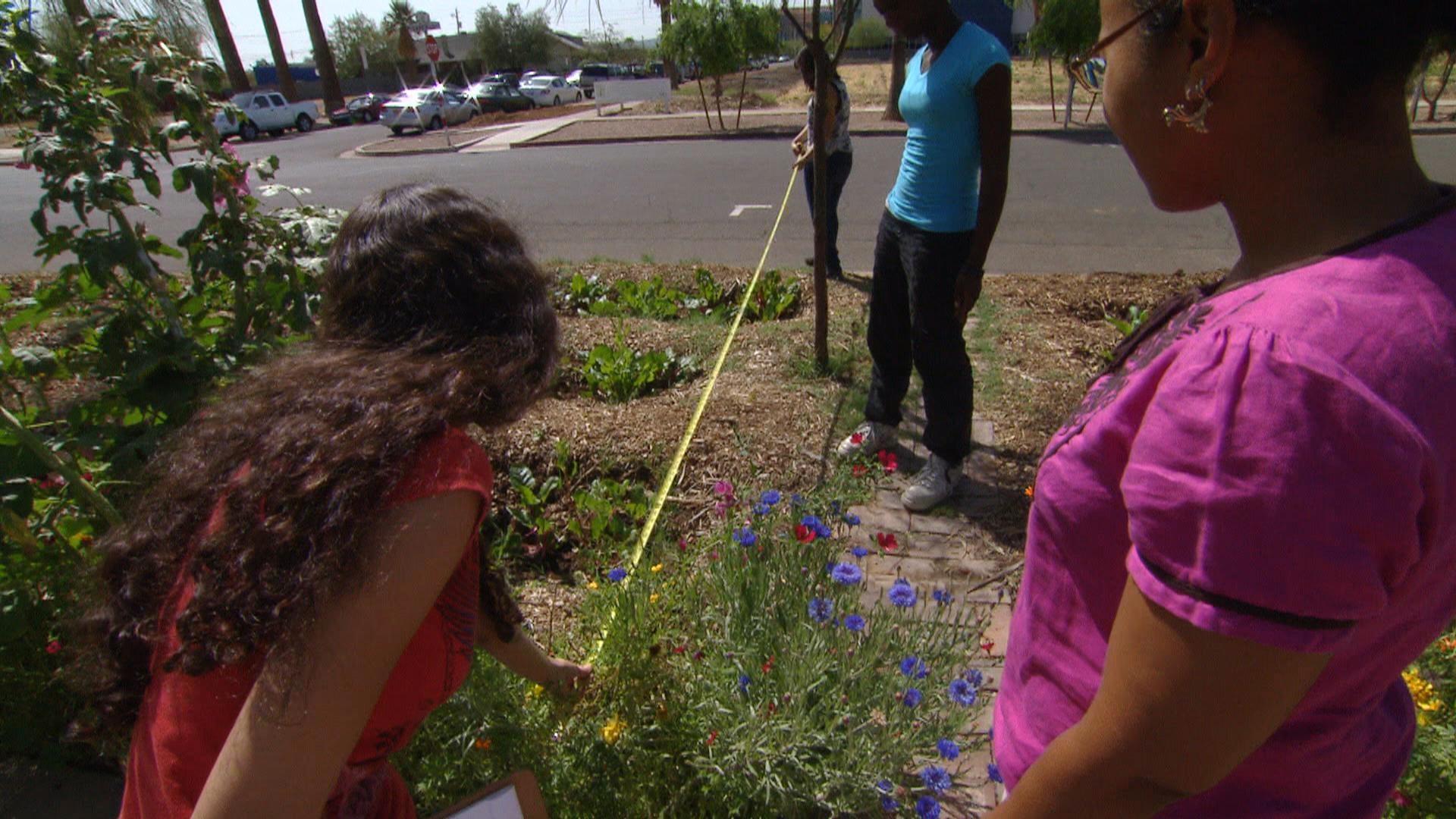 Plants Count SciGirls Activity PBS LearningMedia