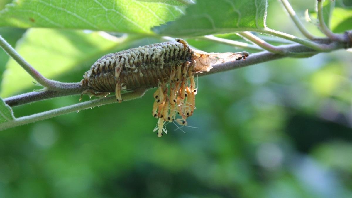 Praying Mantis | KET Image Bank | PBS LearningMedia