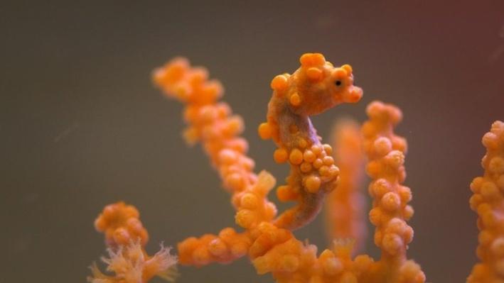 Animal Adaptations: Countershading, Camouflage, and Great White Sharks