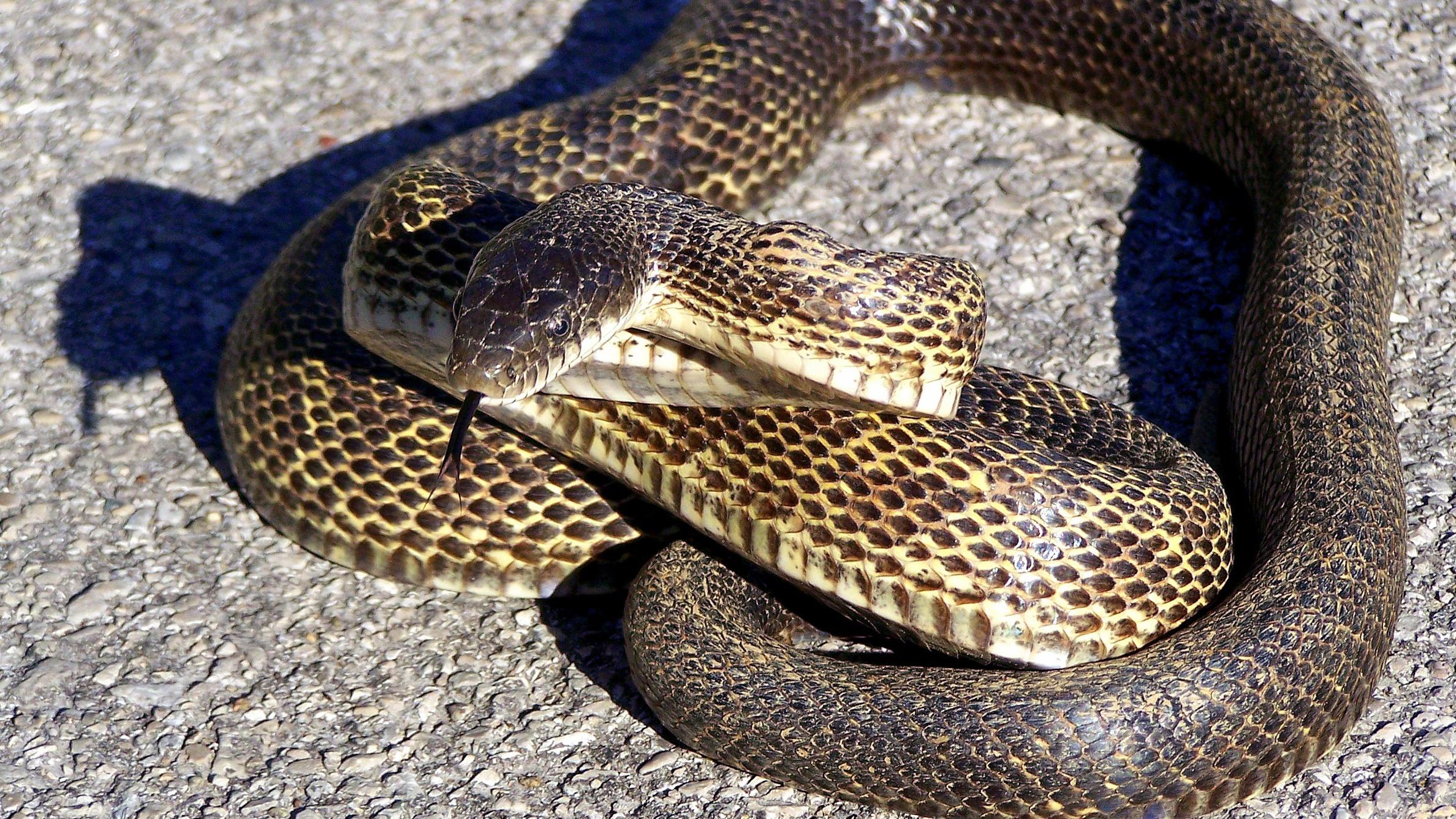 Black Rat Snake | KET Image Bank | PBS LearningMedia