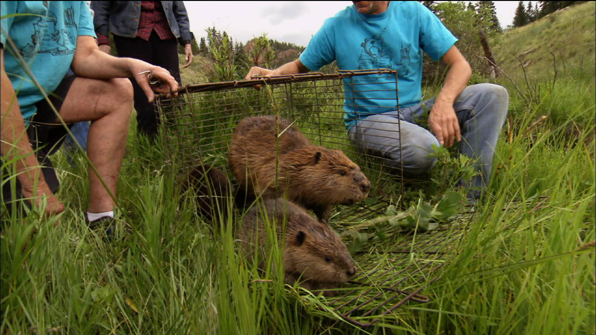 Rescuing and Relocating Beavers | PBS LearningMedia