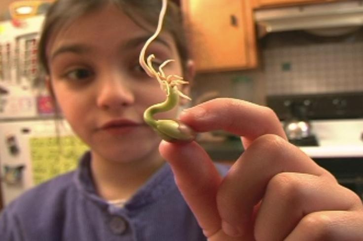 Experimenting with Seeds | PBS LearningMedia