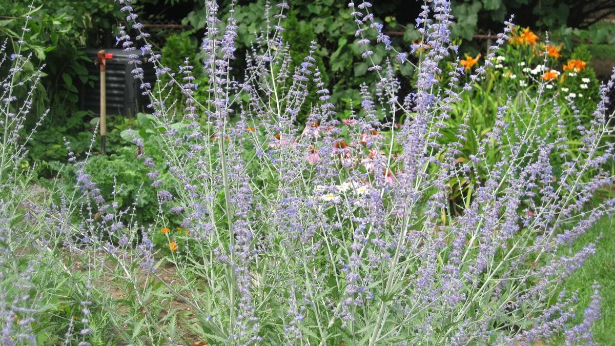 Russian Sage KET Image Bank PBS LearningMedia