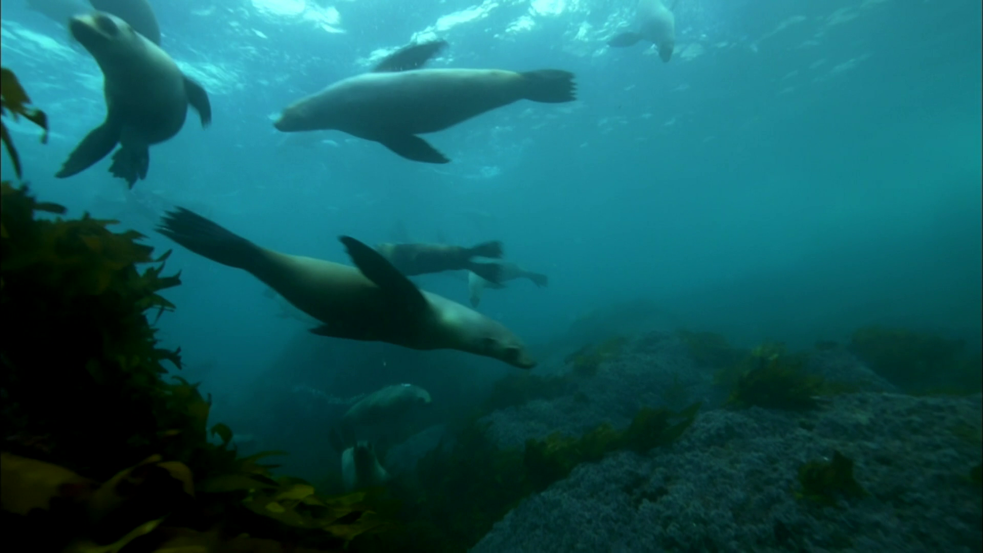 Seal Behavior Characteristics at Cynthia ster blog