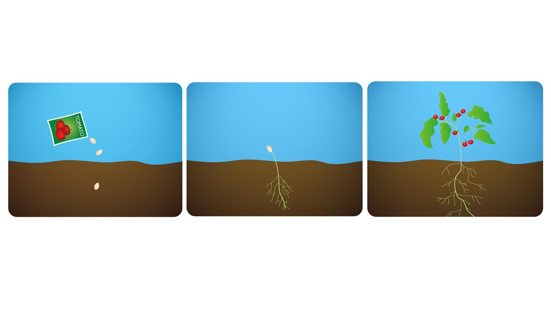 cartoon tomato plant growth stages