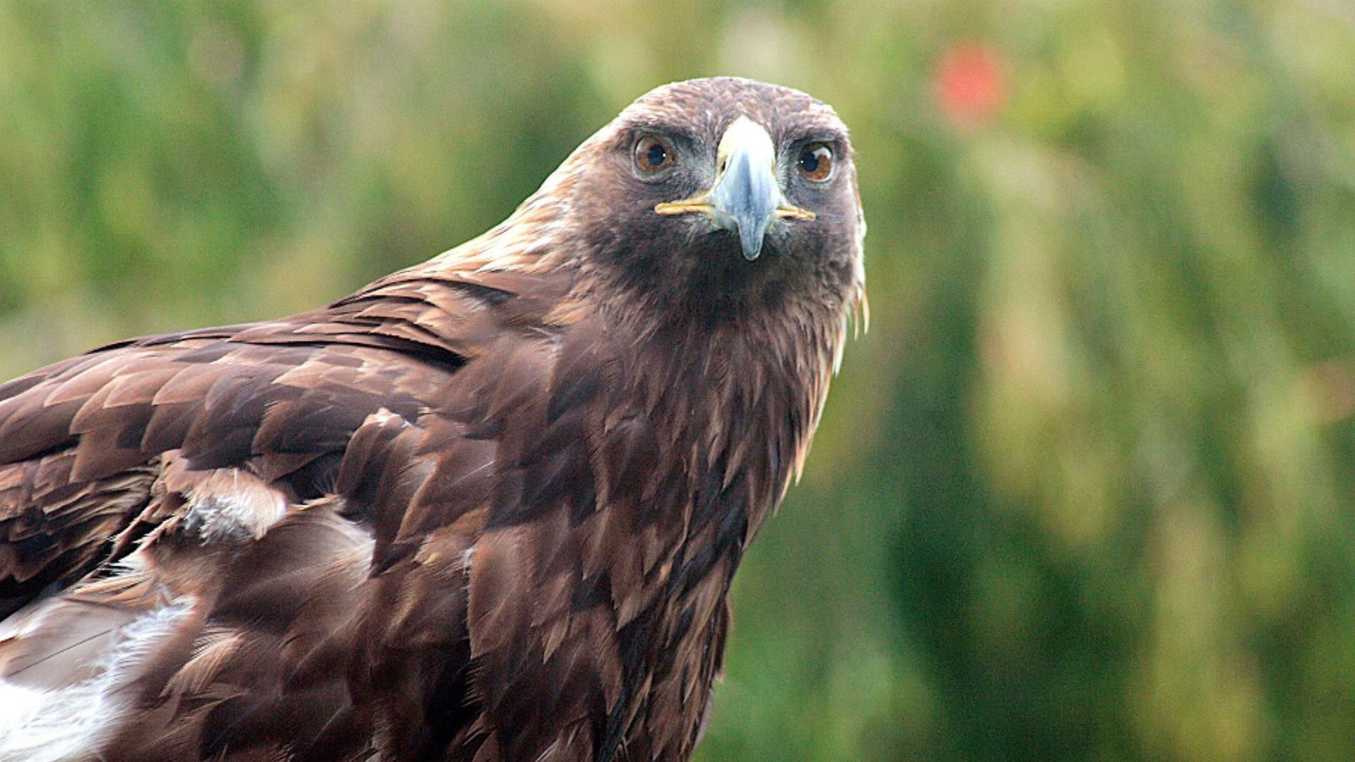 Golden eagle named Utah's state bird of prey