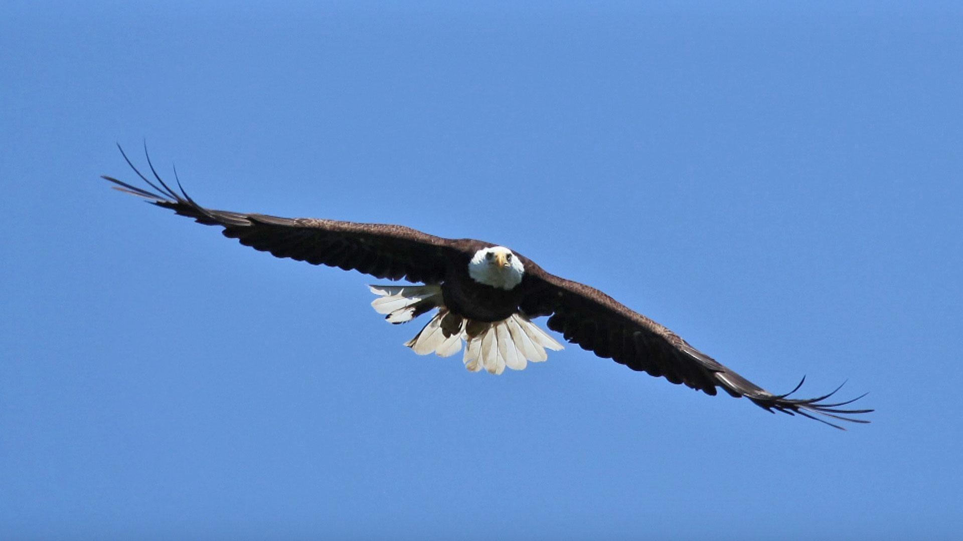 Birds of Prey, Science Trek