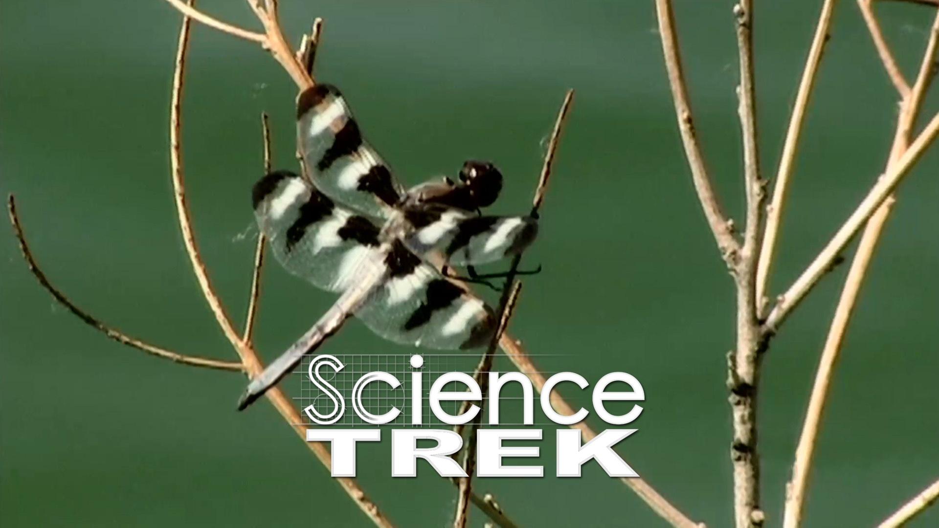 The Science Behind Animal Migration Patterns - Featured Image