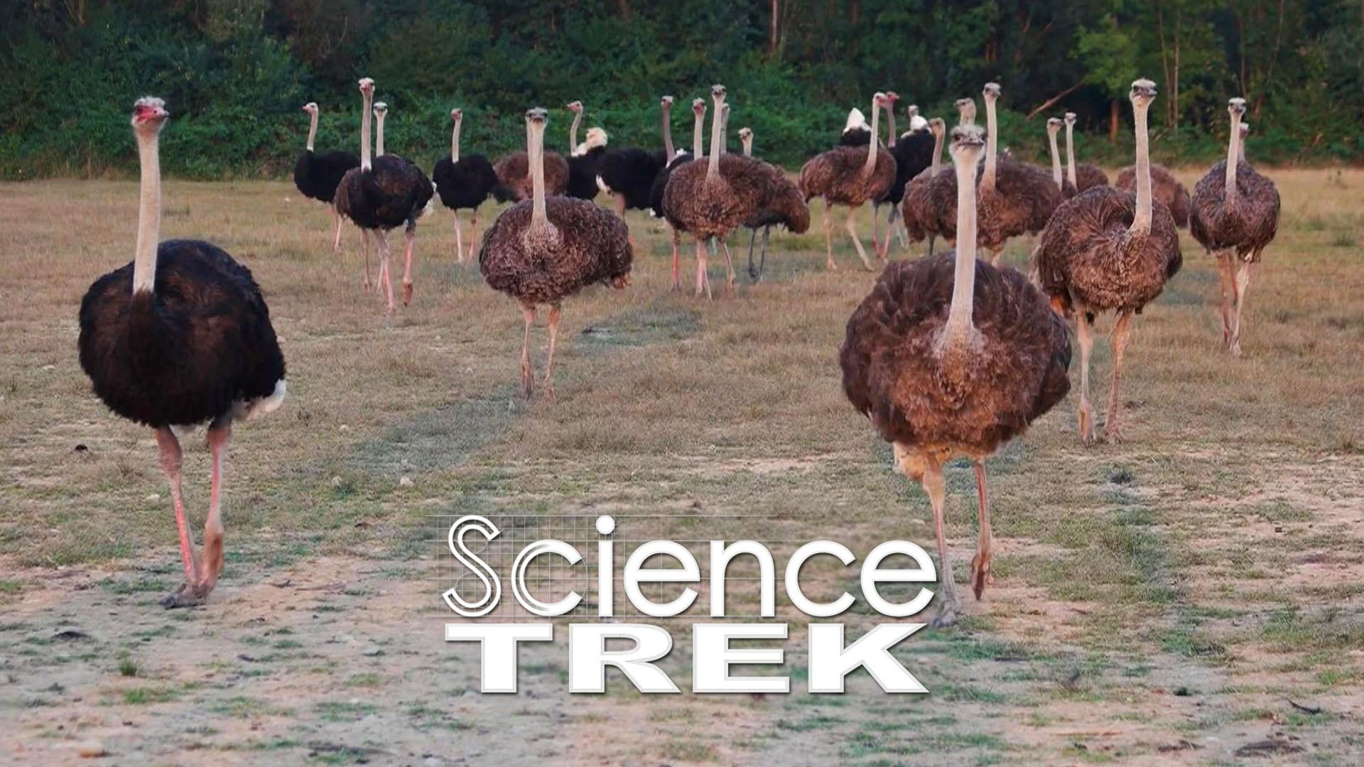 Animal Adaptation | Science Trek | PBS LearningMedia