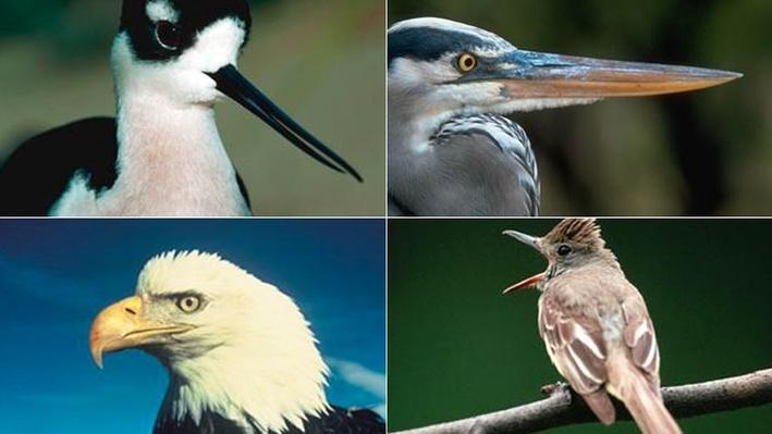 Bird Beak Gallery | Science | Interactive | PBS LearningMedia
