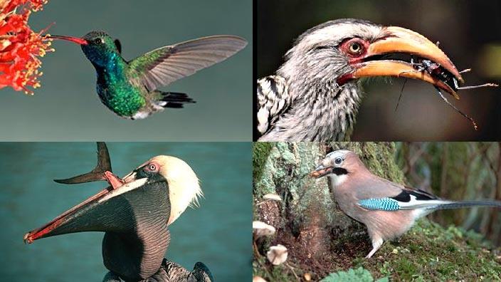 Bird Beak Adaptations | PBS LearningMedia