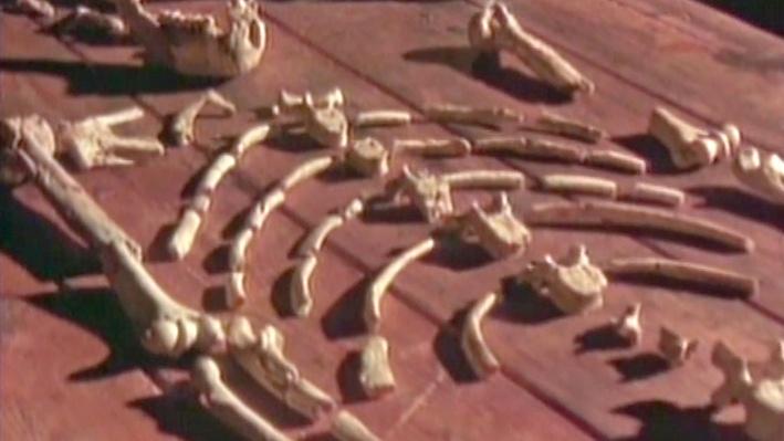 Bones of Contention | Science | Interactive | PBS LearningMedia