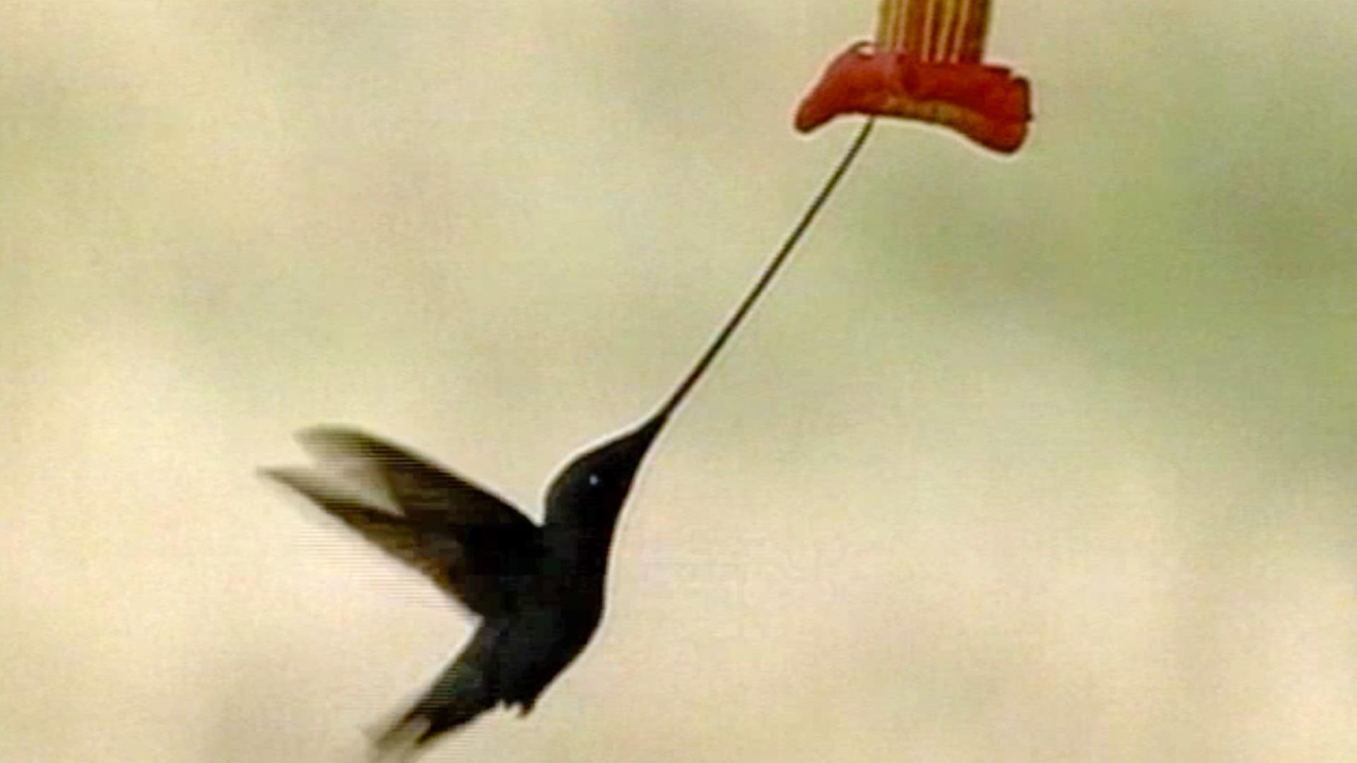 Hummingbird Species in the Transitional Zones PBS LearningMedia