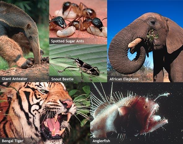 Animal Mouths | PBS LearningMedia
