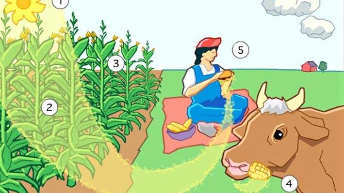 Essay photosynthesis process