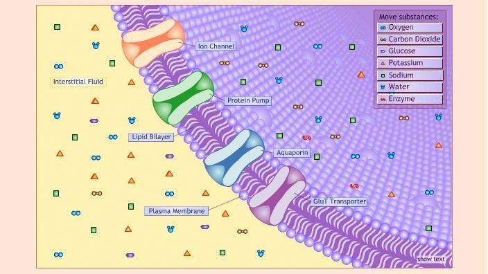 cell membrane of a cell