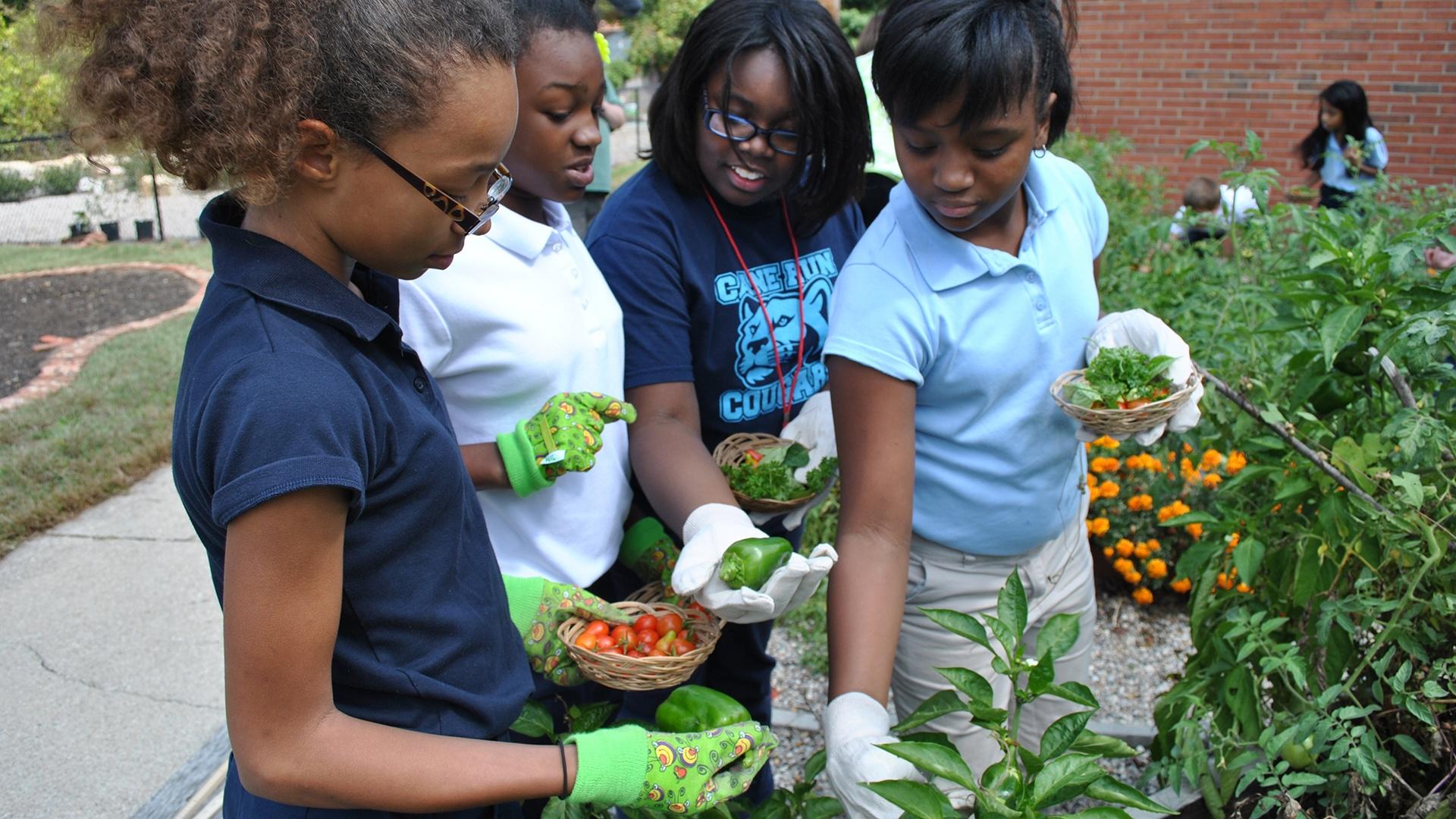 A Year in the Garden | Think Garden | PBS LearningMedia