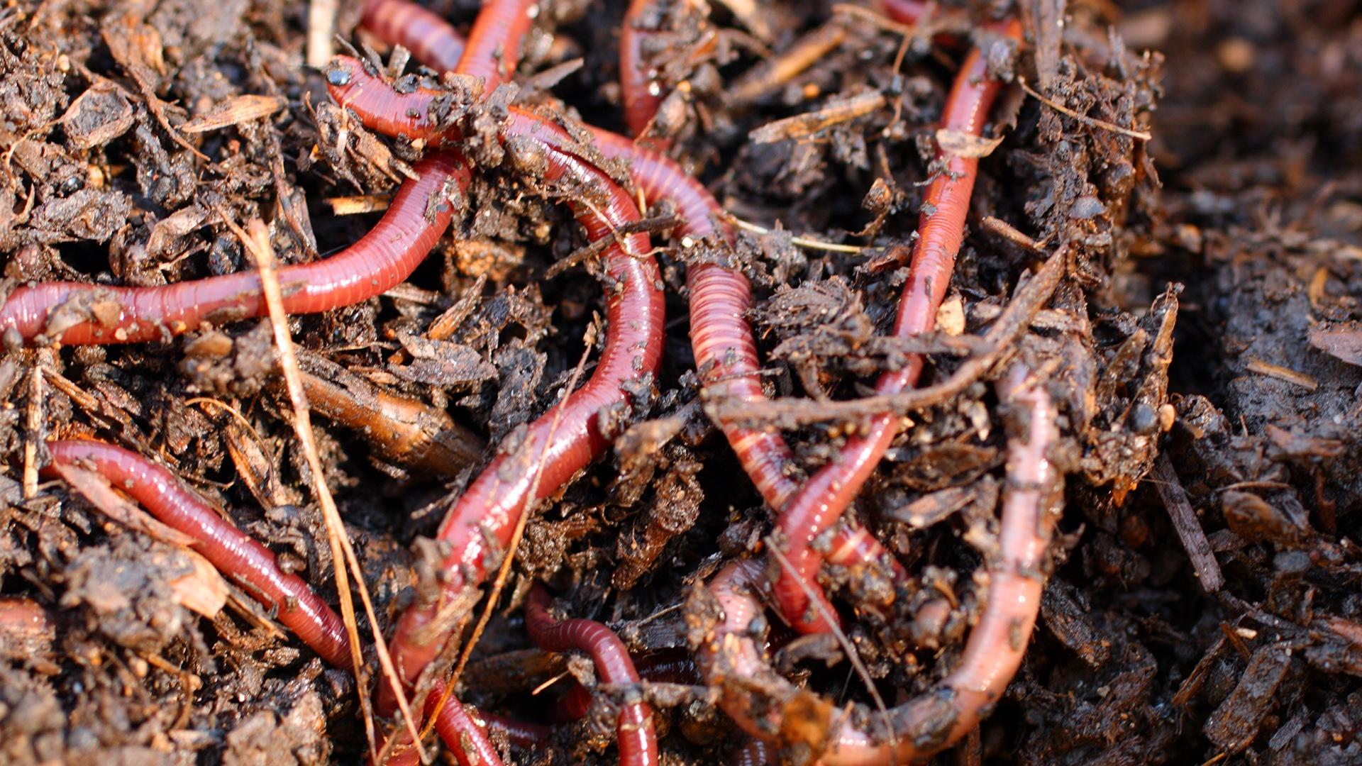 Soil Composition Think Garden PBS LearningMedia