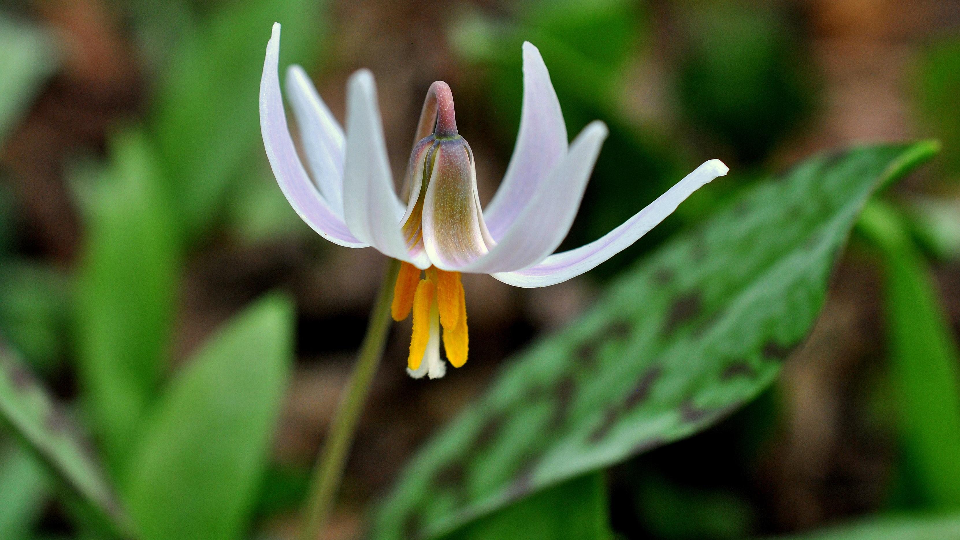 White Trout Lily KET Image Bank PBS LearningMedia