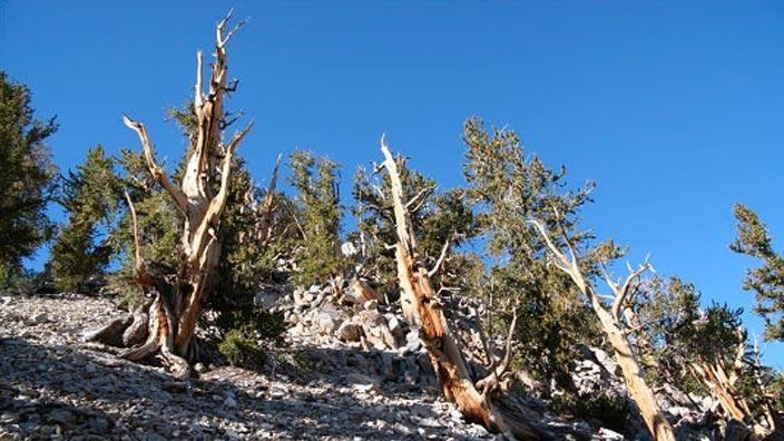 Clues From Past Climates PBS LearningMedia