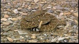 Nevada Rattlesnakes Outdoor Nevada | Rattlesnakes | Grades 6-8, 9-12 Science Teaching and ...