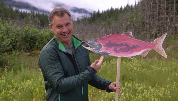 chris kratt describes the life cycle of the sockeye salmon