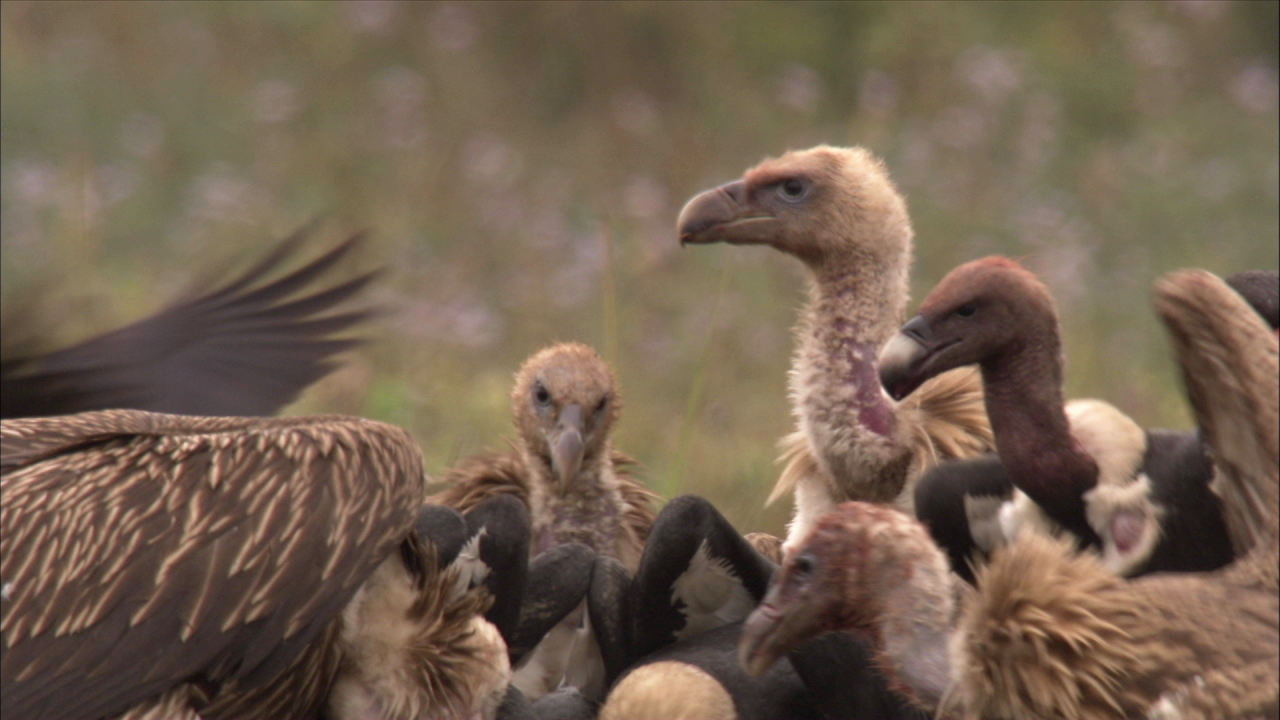 Vultures: India's Clean-Up Crew | EARTH A New Wild | PBS LearningMedia