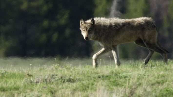 Wolves of Yellowstone | EARTH A New Wild | PBS LearningMedia