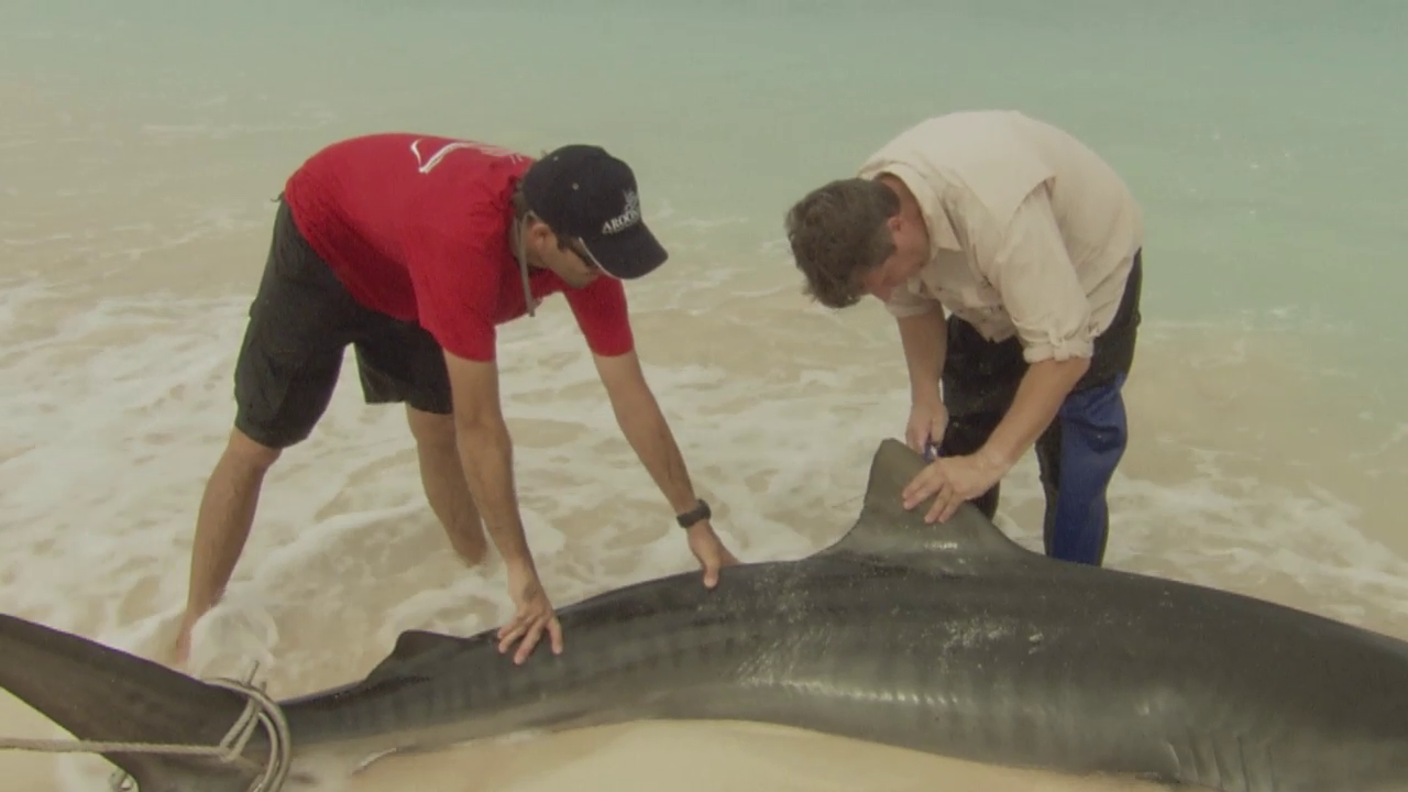 Tagging and Tracking Sharks EARTH A New Wild PBS LearningMedia