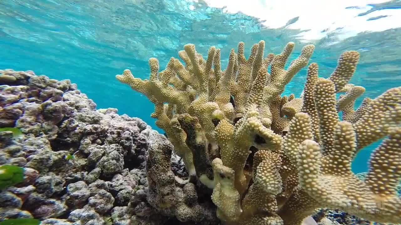 Coral Reefs  PBS LearningMedia