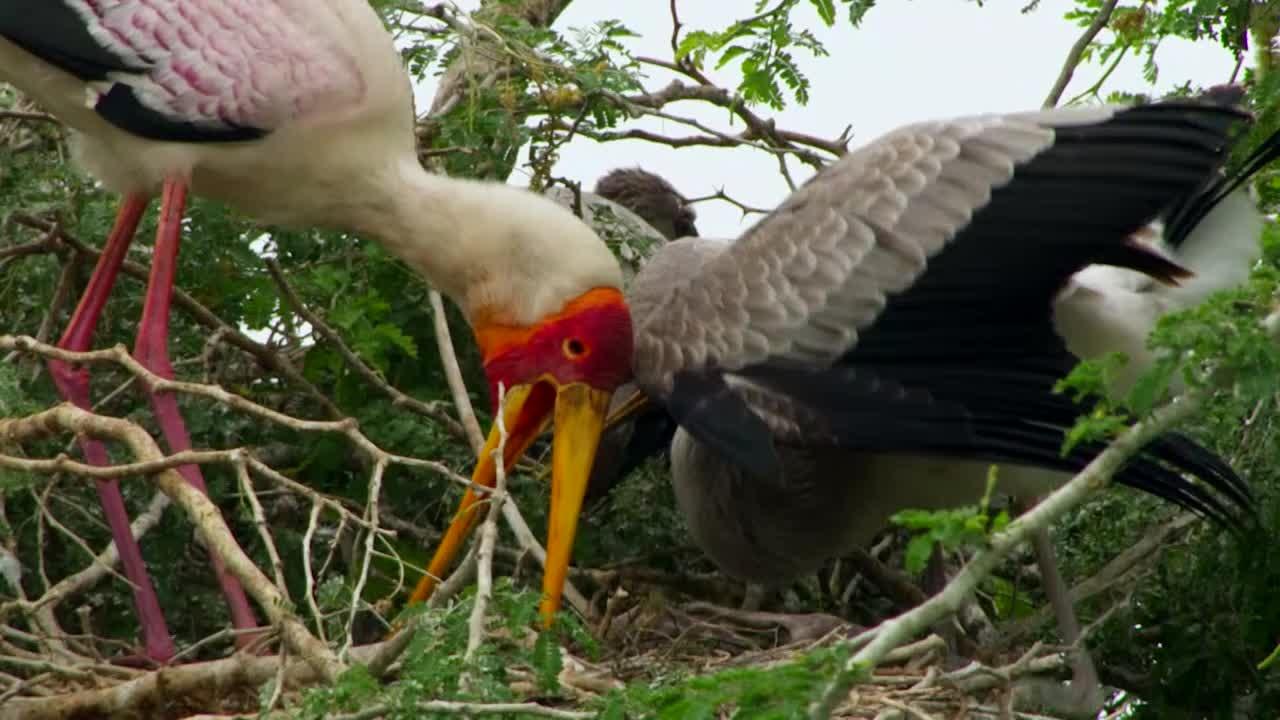 Yellow Billed Storks | Gorongosa Park: Rebirth of Paradise | PBS ...