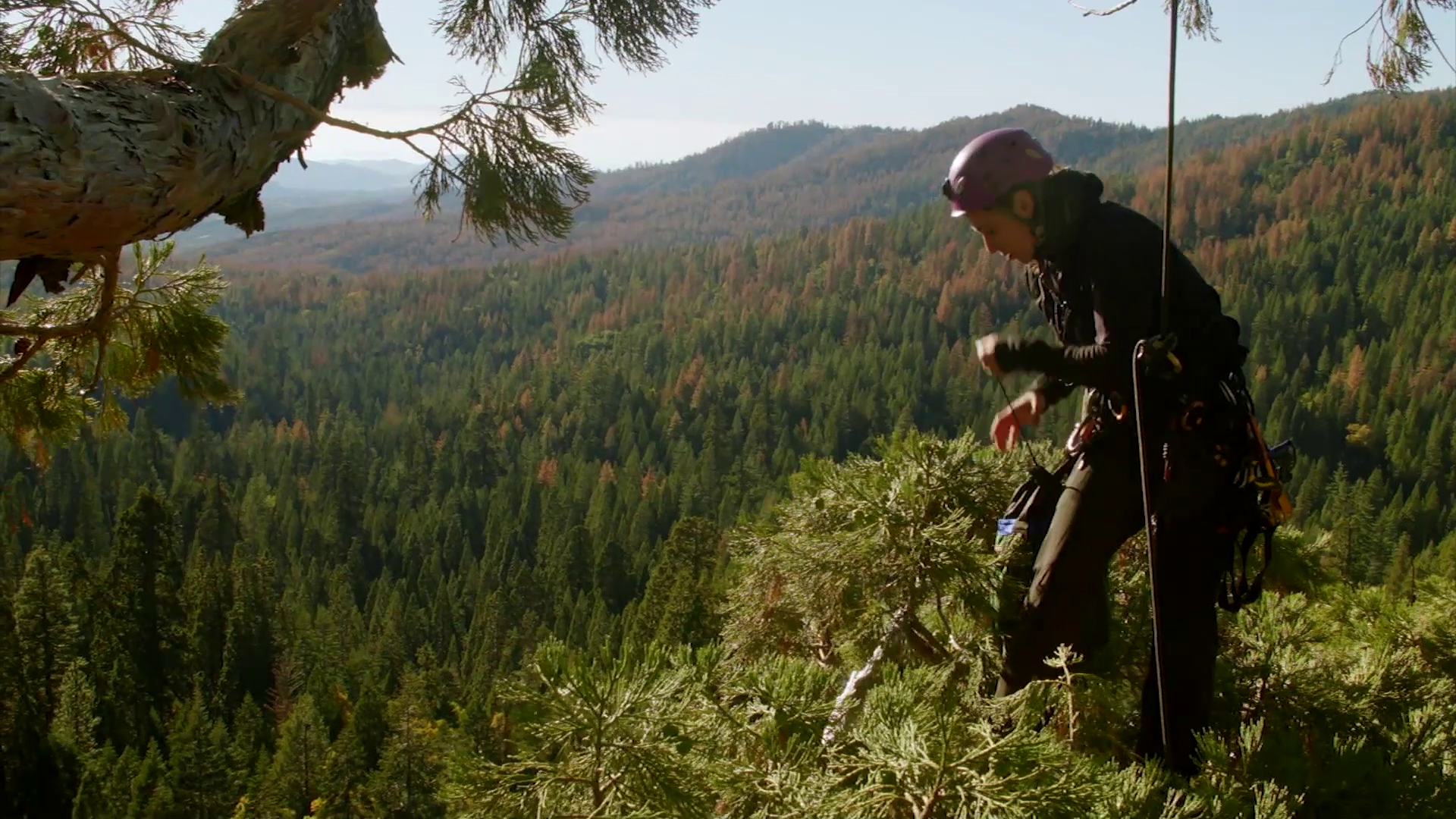 Giant Sequoias: a Climate Change Resilient Ecosystem? | PBS LearningMedia