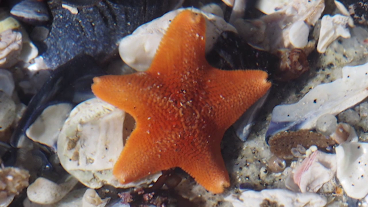 keystone species starfish