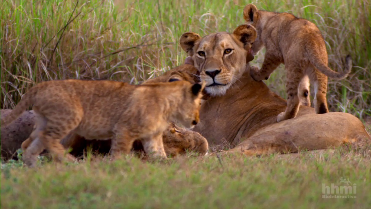 Tracking Lion Recovery In Gorongosa Pbs Learningmedia