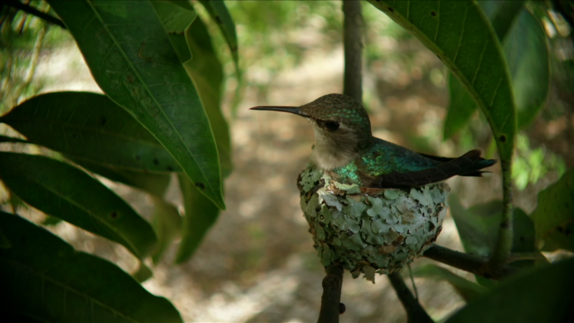 The World S Smallest Bird Cuba S Wild Revolution Pbs Learningmedia