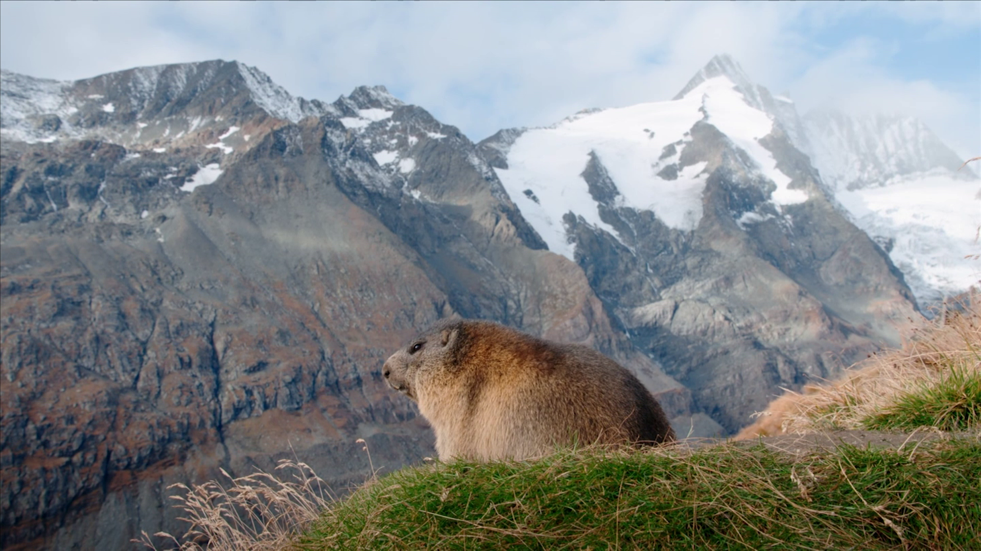 The Marmot's Winter Den | The Alps: Winter's Fortress | PBS