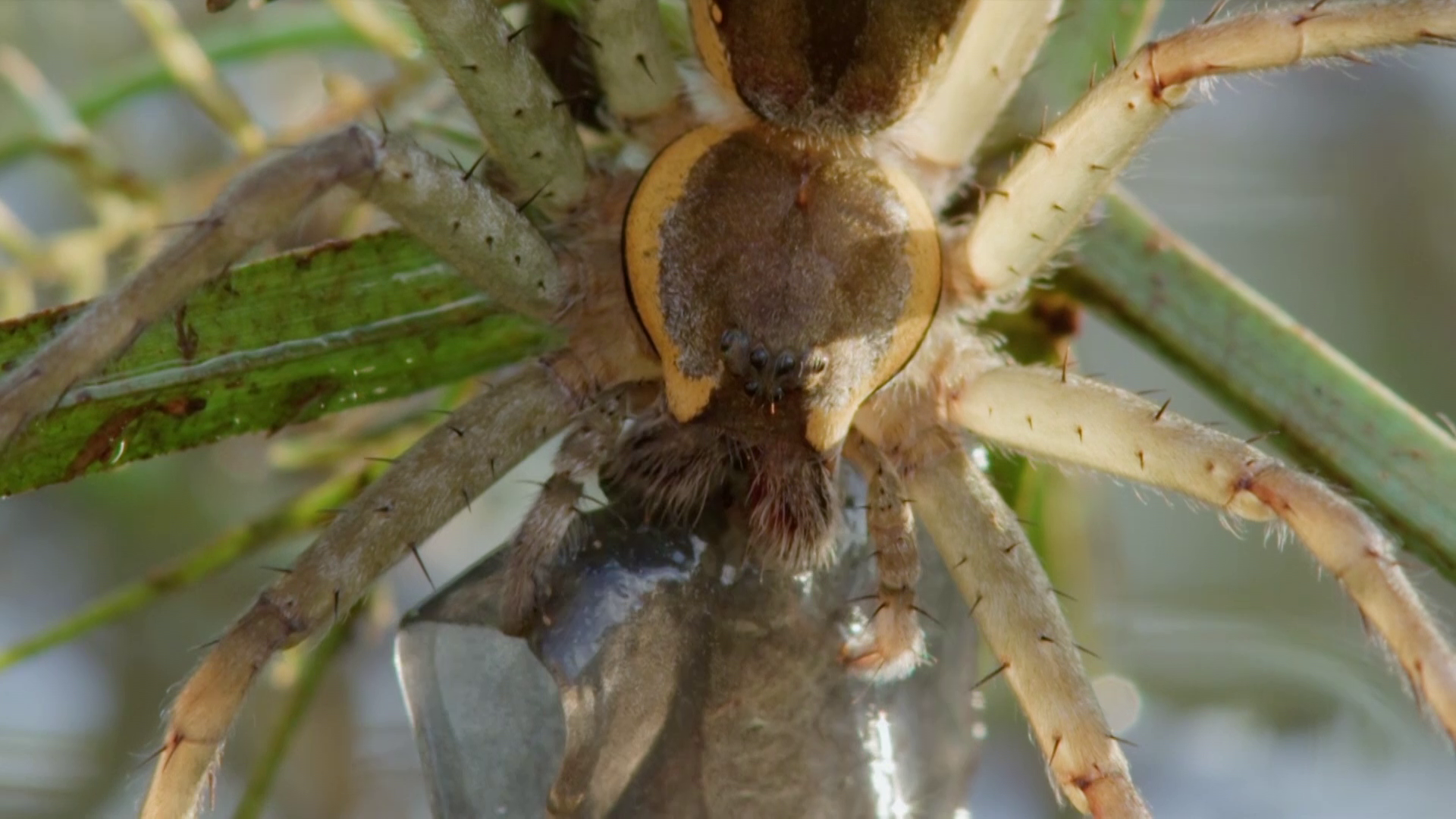 Waterhole Predators and Prey | The Elephant and the Termite | PBS ...