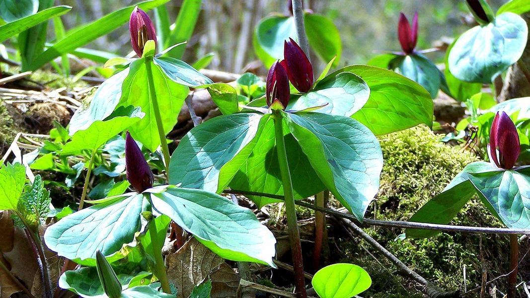 Wake Robin KET Image Bank PBS LearningMedia