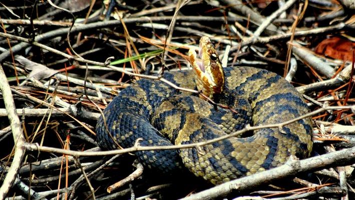 Water Moccasin | KET Image Bank | Science | Media Gallery | PBS ...