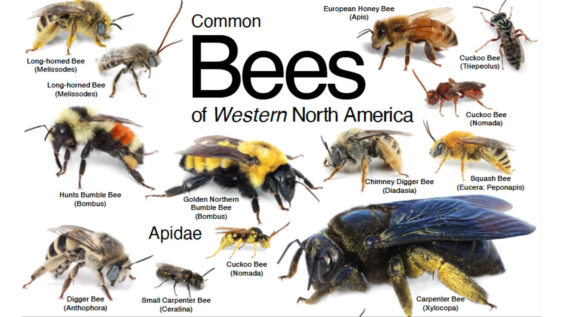 types of bees