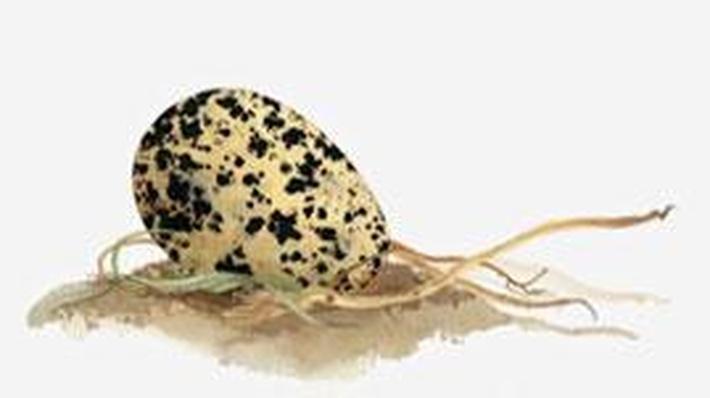 An Egg Is Quiet