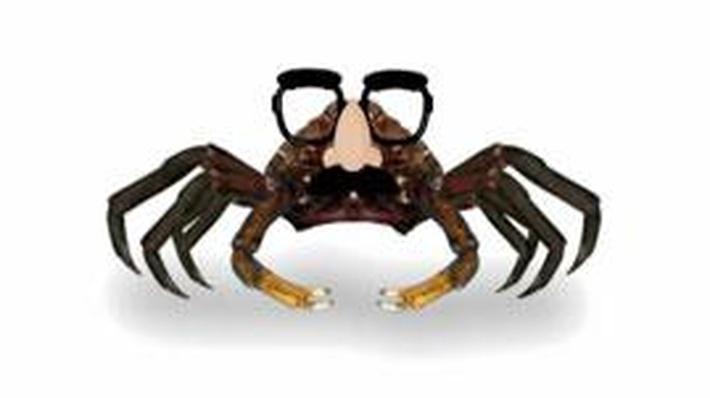 If You Were: spider crab