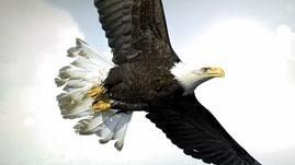 If You Were: A Bald Eagle | PBS LearningMedia