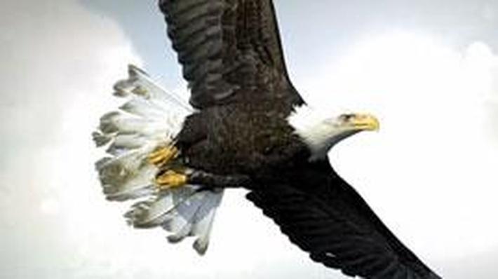 If You Were: A Bald Eagle
